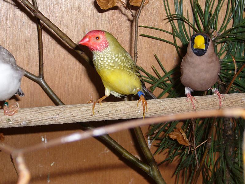 Mastholte 2008 139.jpg - Vogelausstellung wähend der Ortschau Mastholte